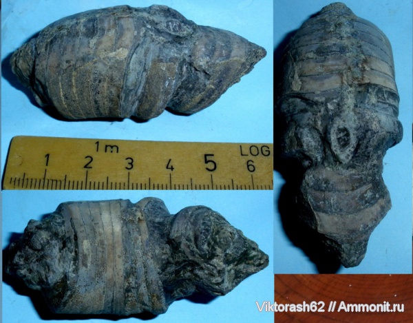 девон, головоногие моллюски, палеозой, Devonian