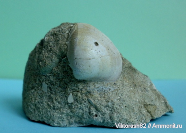 карбон, палеозой, двустворчатые моллюски