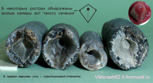 белемниты, мел, головоногие моллюски, мезозой, Бурштын, Cretaceous, belemnites
