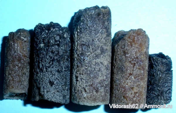 белемниты, мел, головоногие моллюски, мезозой, Бурштын, Cretaceous, belemnites