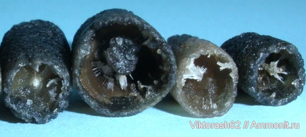 белемниты, мел, головоногие моллюски, мезозой, Бурштын, Cretaceous, belemnites