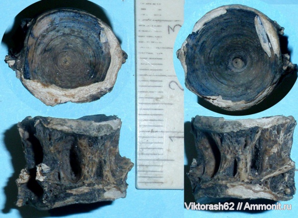 неоген, рыбы, позвоночные, кайнозой, Prionotus, fish