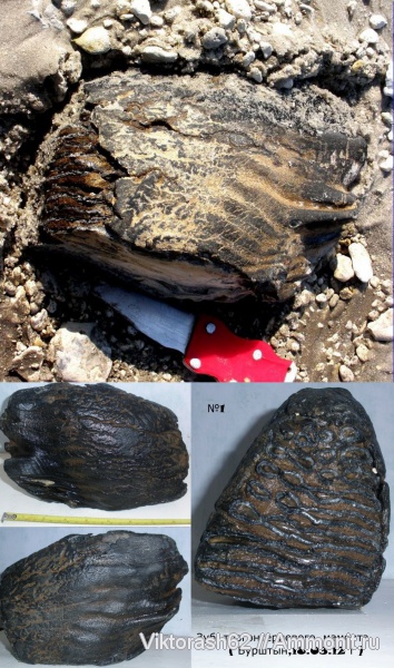 зубы, мамонты, млекопитающие, плейстоцен, кайнозой, teeth