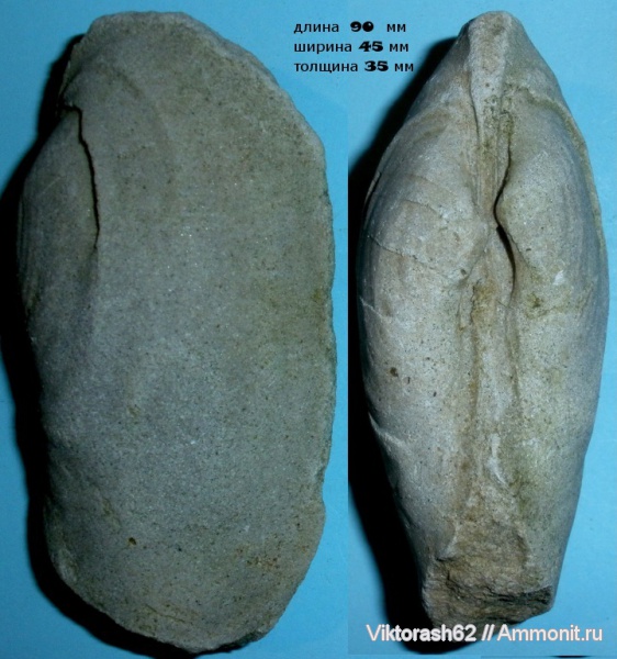 миоцен, двустворчатые моллюски, кайнозой, Воронов