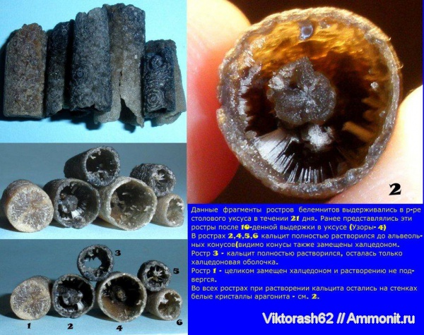 белемниты, мел, головоногие моллюски, мезозой, Бурштын, Cretaceous, belemnites