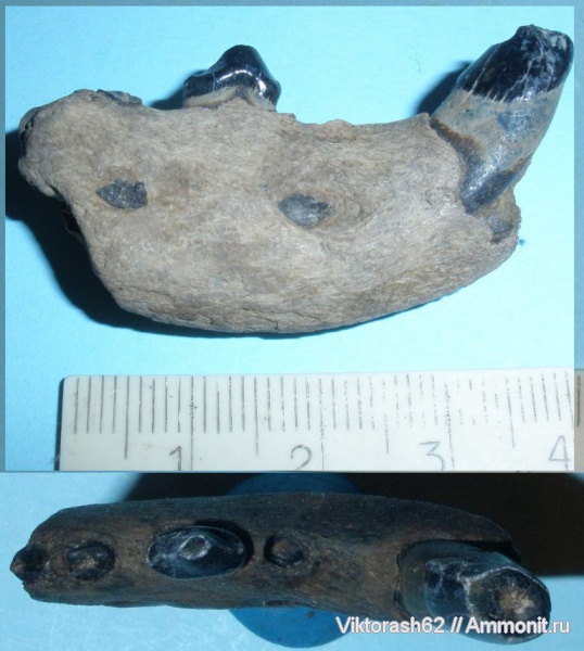 млекопитающие, кайнозой