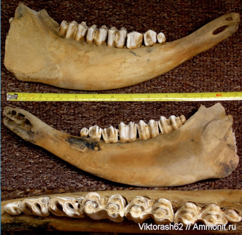 Лосиные челюсти. Челюсть шерстистого носорога. Зуб шерстистого носорога. Зубы доисторических животных.
