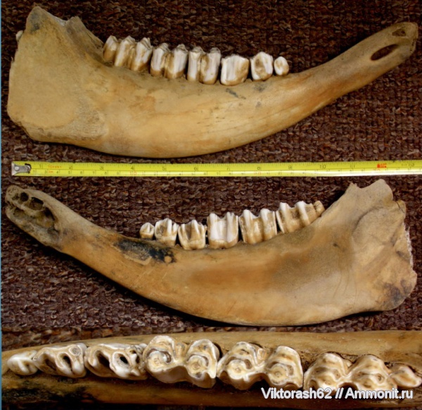 позвоночные, млекопитающие, бизоны, кайнозой