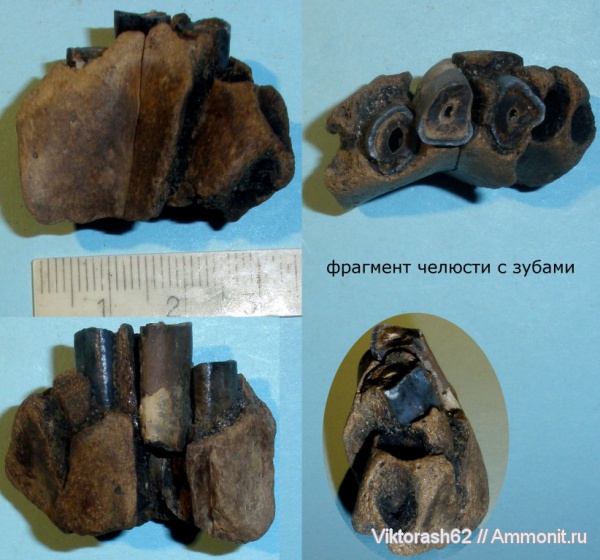 млекопитающие, кайнозой, Бурштын