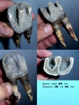 Зуб носорога