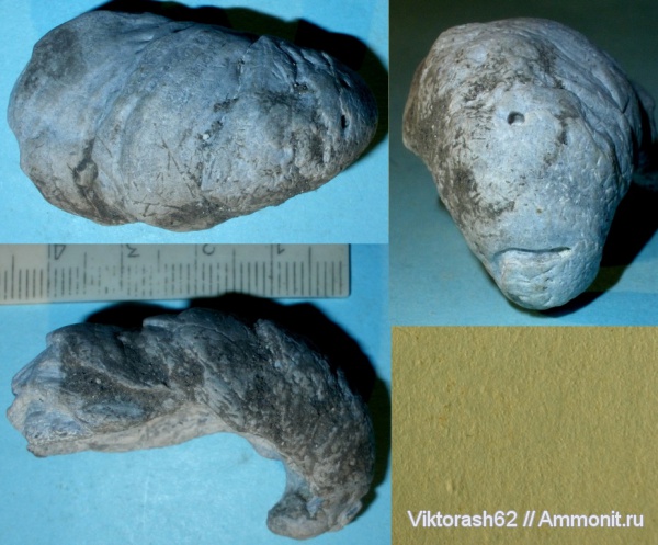 мел, мезозой, двустворчатые моллюски, Gryphaea, Бурштын, Cretaceous