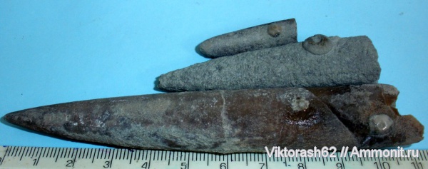 белемниты, морские лилии, юра, мезозой, криноидеи, Приборжавский карьер, Jurassic, belemnites