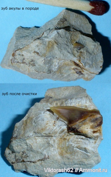 мел, рыбы, позвоночные, мезозой, зубы акул, р. Днестр, Anacoracidae, Paleoanacorax, Cretaceous, fish, shark teeth