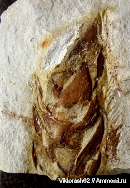 мел, растения, мезозой, голосеменные, р. Луква, Cretaceous