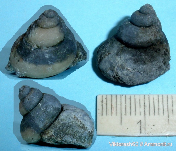 гастроподы, юра, мезозой, брюхоногие моллюски, Приборжавский карьер, Jurassic