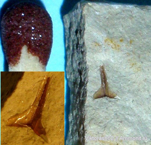 мел, мезозой, р. Луква, Cretaceous