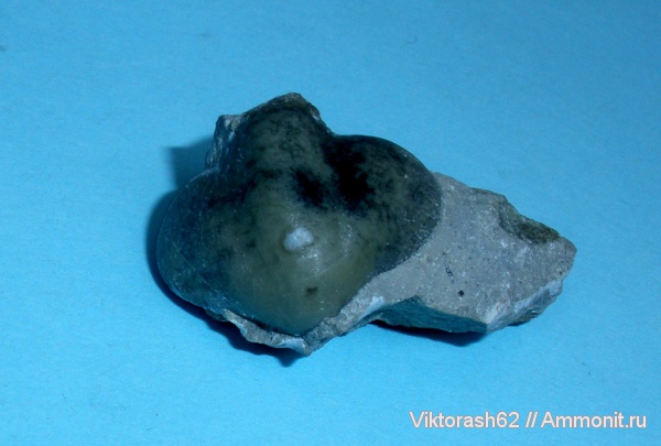 брахиоподы, юра, мезозой, плеченогие, Приборжавский карьер, Jurassic