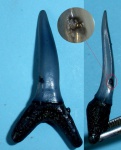 Зуб акулы с повреждением