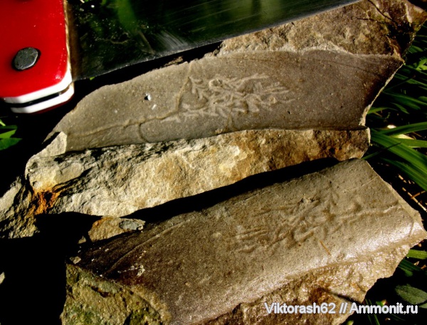 мел, мезозой, ихнофоссилии, р. Днестр, Cretaceous