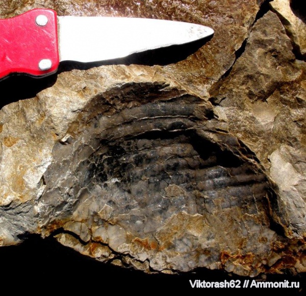 мел, мезозой, двустворчатые моллюски, р. Днестр, Inoceramus, Cretaceous