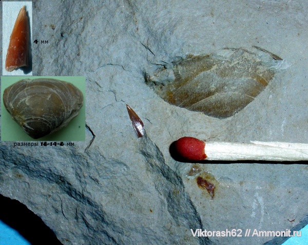 брахиоподы, мел, рыбы, позвоночные, мезозой, плеченогие, зубы акул, р. Днестр, Cretaceous, fish, shark teeth