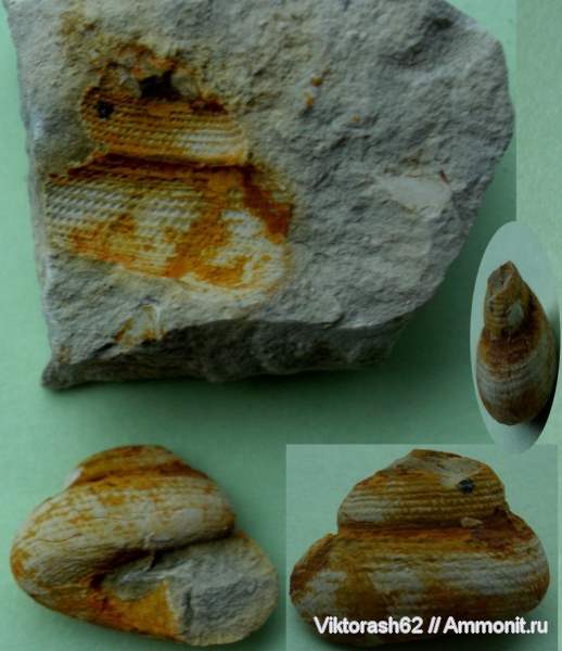 гастроподы, мел, мезозой, брюхоногие моллюски, р. Днестр, Cretaceous