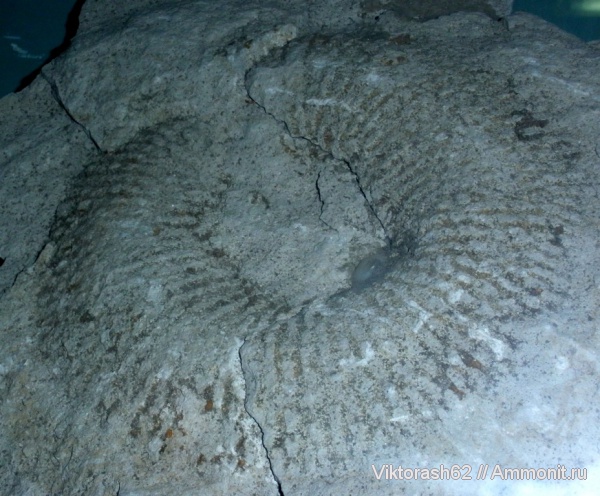 губки, мезозой, Карпаты