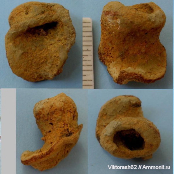 мел, губки, мезозой, беспозвоночные, р. Днестр, Cretaceous
