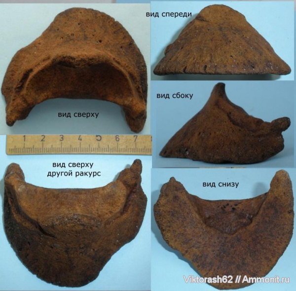 млекопитающие, плейстоцен, кайнозой, Бурштын