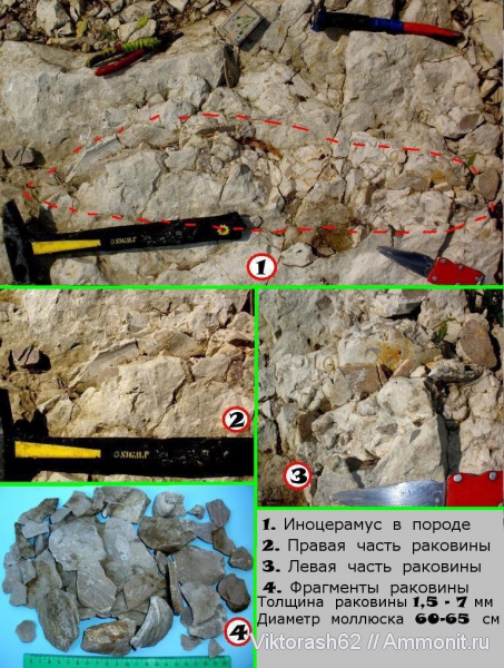 мел, мезозой, двустворчатые моллюски, р. Днестр, Inoceramus, Cretaceous