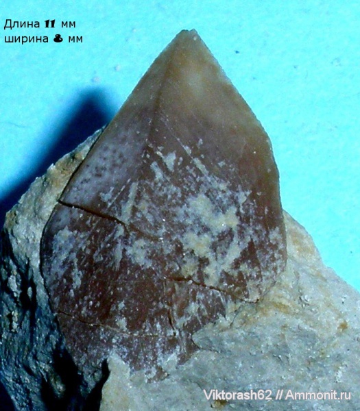 мел, мезозой, усоногие раки, Быстрица, Cretaceous