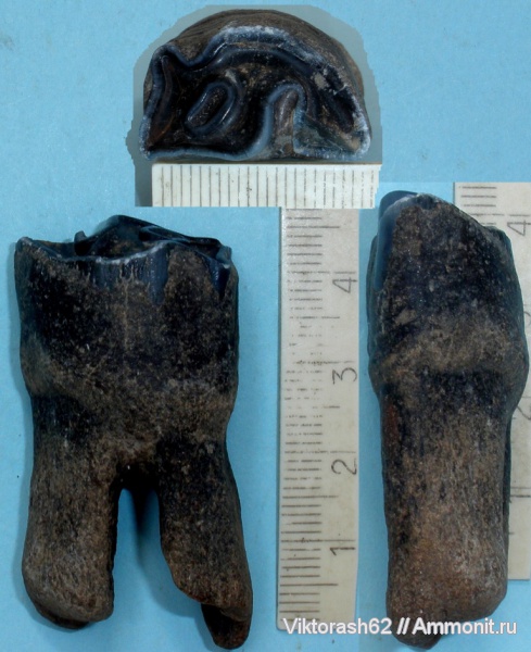 зубы, млекопитающие, кайнозой, Бурштын, teeth