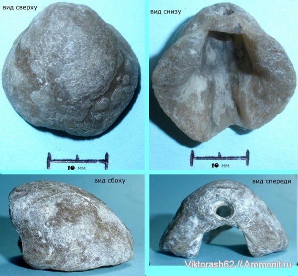 брахиоподы, мел, мезозой, плеченогие, Быстрица, Cretaceous