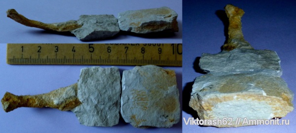 мел, губки, мезозой, беспозвоночные, Галич, Ventriculites, Cretaceous
