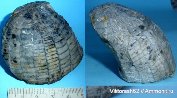 морские ежи, иглокожие, мел, мезозой, Echinocorys, Быстрица, Cretaceous
