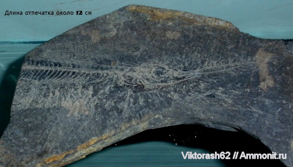 рыбы, позвоночные, эоцен, музеи, кайнозой, fish