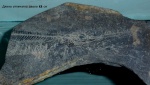 Отпечаток рыбы ( а была подпись - ихтиозавр)