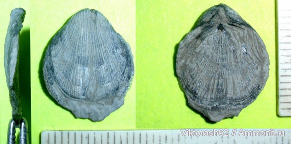 брахиоподы, мел, мезозой, плеченогие, р. Днестр, Cretaceous