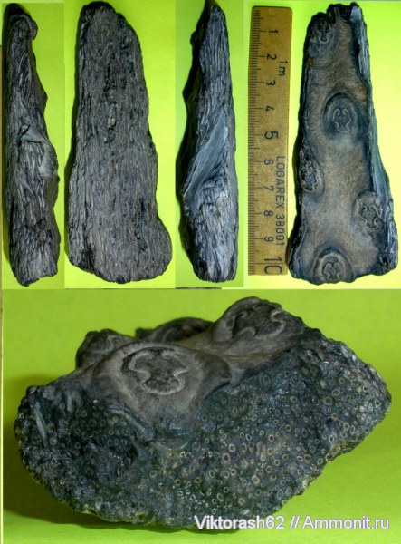 мел, мезозой, папоротники, споровые, высшие растения, Tempskya, Cretaceous