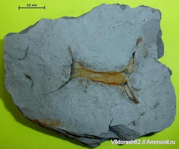 мел, губки, мезозой, беспозвоночные, р. Ломница, Cretaceous