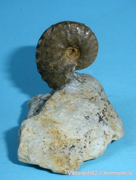 аммониты, мел, головоногие моллюски, мезозой, Schloenbachia, Ammonites, Cretaceous