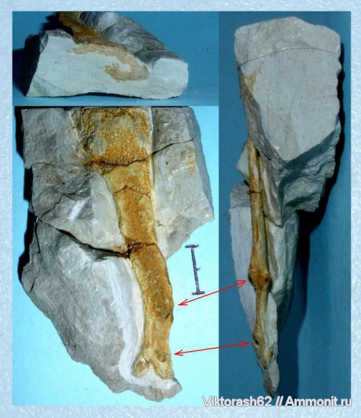 мел, губки, мезозой, беспозвоночные, р. Днестр, Ventriculitidae, Cretaceous