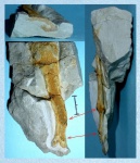 Губка Ventriculitidae с остатками ризоидов