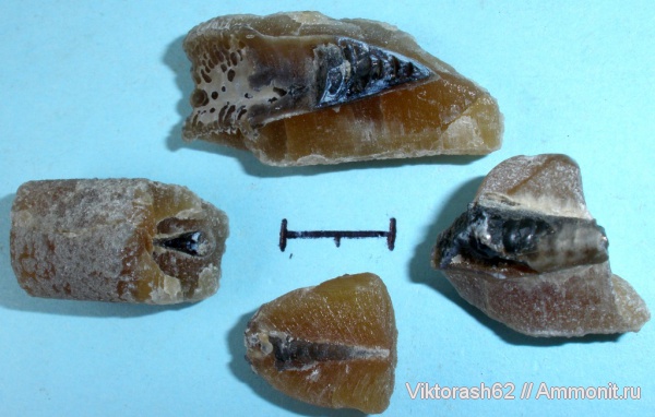 белемниты, мел, головоногие моллюски, мезозой, фрагмоконы, Бурштын, Cretaceous, belemnites, phragmocones