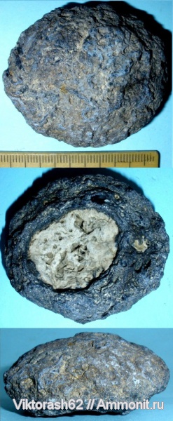 мел, губки, мезозой, беспозвоночные, Бурштын, Coeloptychium, Cretaceous