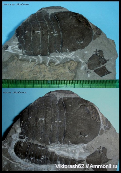 силур, палеозой, членистоногие, ракоскорпионы, Silurian, Eurypterus, Eurypterus tetragonophtalmus