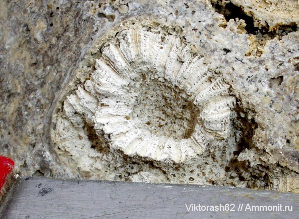 неоген, кораллы, кишечнополостные, кайнозой, Максимовка