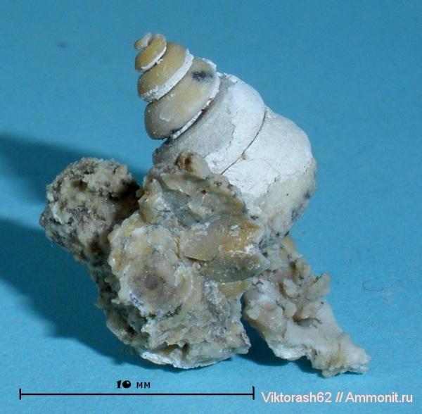 гастроподы, неоген, брюхоногие моллюски, кайнозой, Максимовка