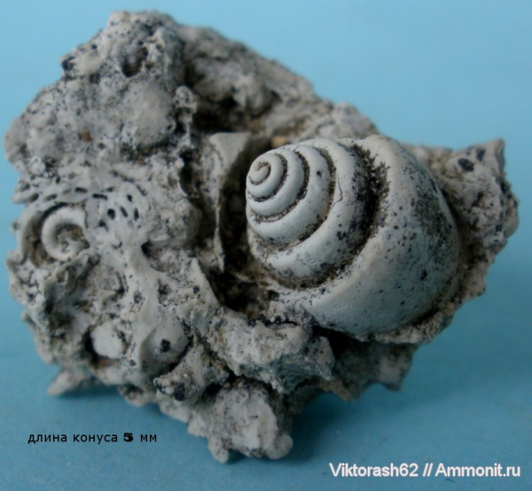 гастроподы, неоген, брюхоногие моллюски, кайнозой, Максимовка