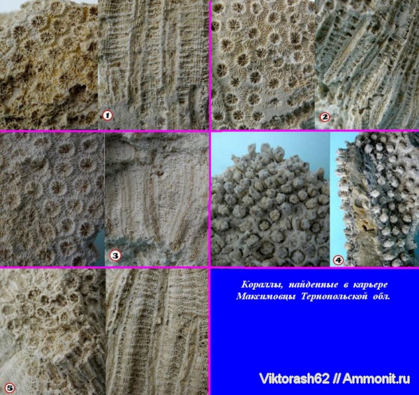 кораллы, кишечнополостные, кайнозой, Scleractinia, Максимовцы